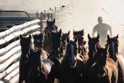 AMONG HORSES AND MEN - still #1