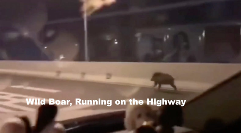 Wild Boar, Running on the Highway - still #1