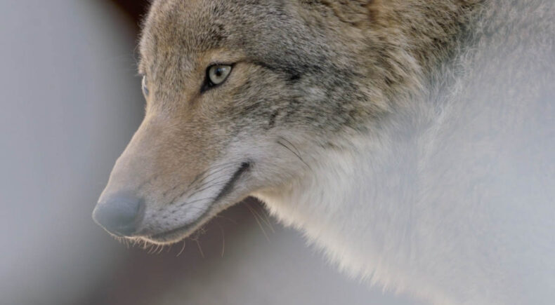 Coywolf - still #1
