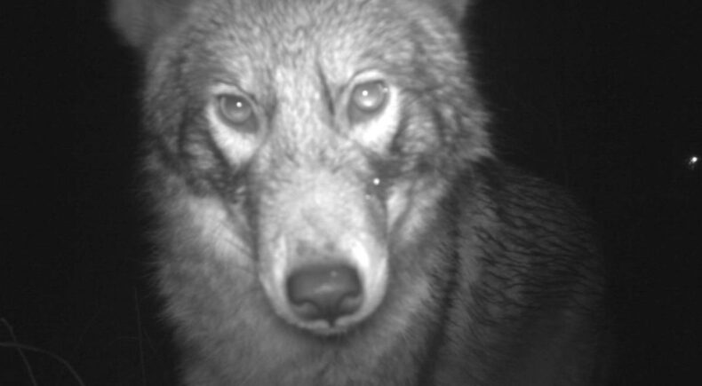 Coywolf - still #2