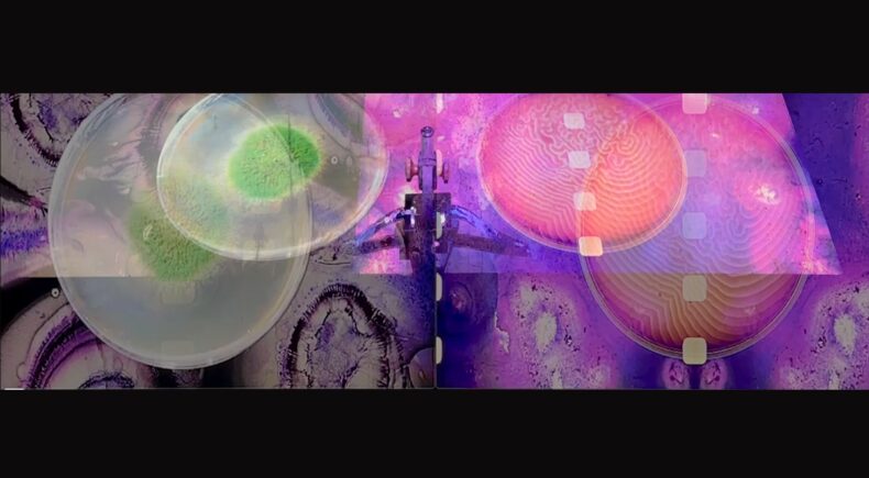 I am a Microscope - still #5