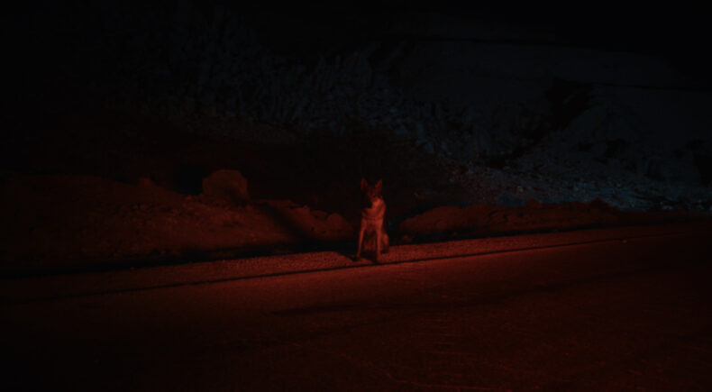 COYOTES - still #4