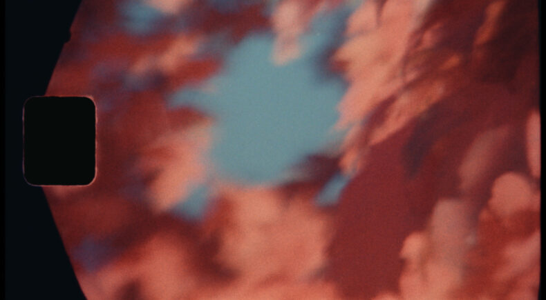 Leaf Peeper - still #3